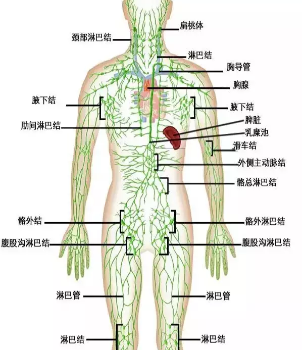 人体淋巴结分布图高清