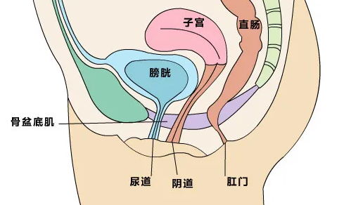 女性子宫和小肠位置图图片
