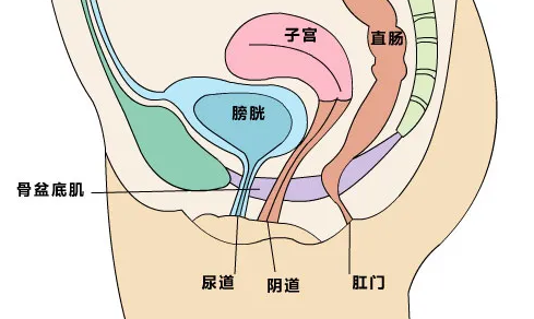 女人子宫和肠子分布图图片