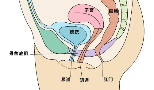 虽然产后尿失禁多是因为自然产过程中,胎儿经过产道时导致骨盆底的